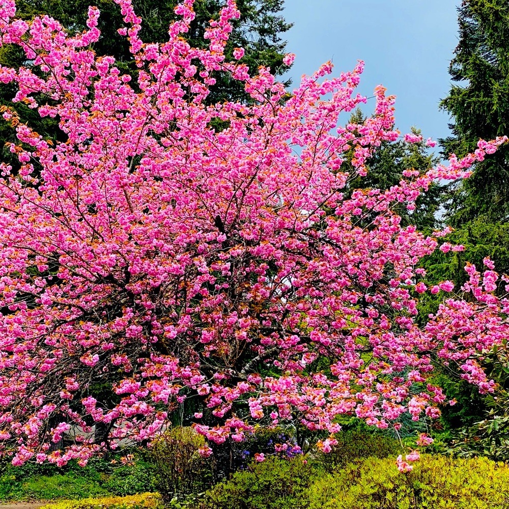 Meet your Posher, Chandra